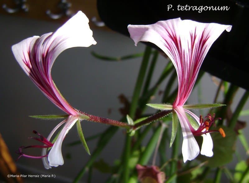 P. tetragonum, P. zonale och P. lateripes. 5 st fröer av varje art