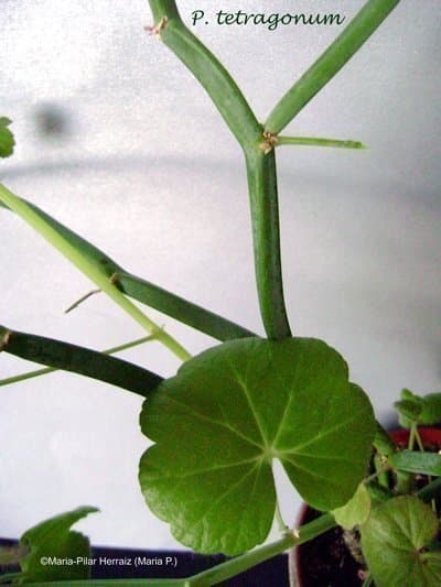 P. tetragonum, P. zonale och P. lateripes. 5 st fröer av varje art