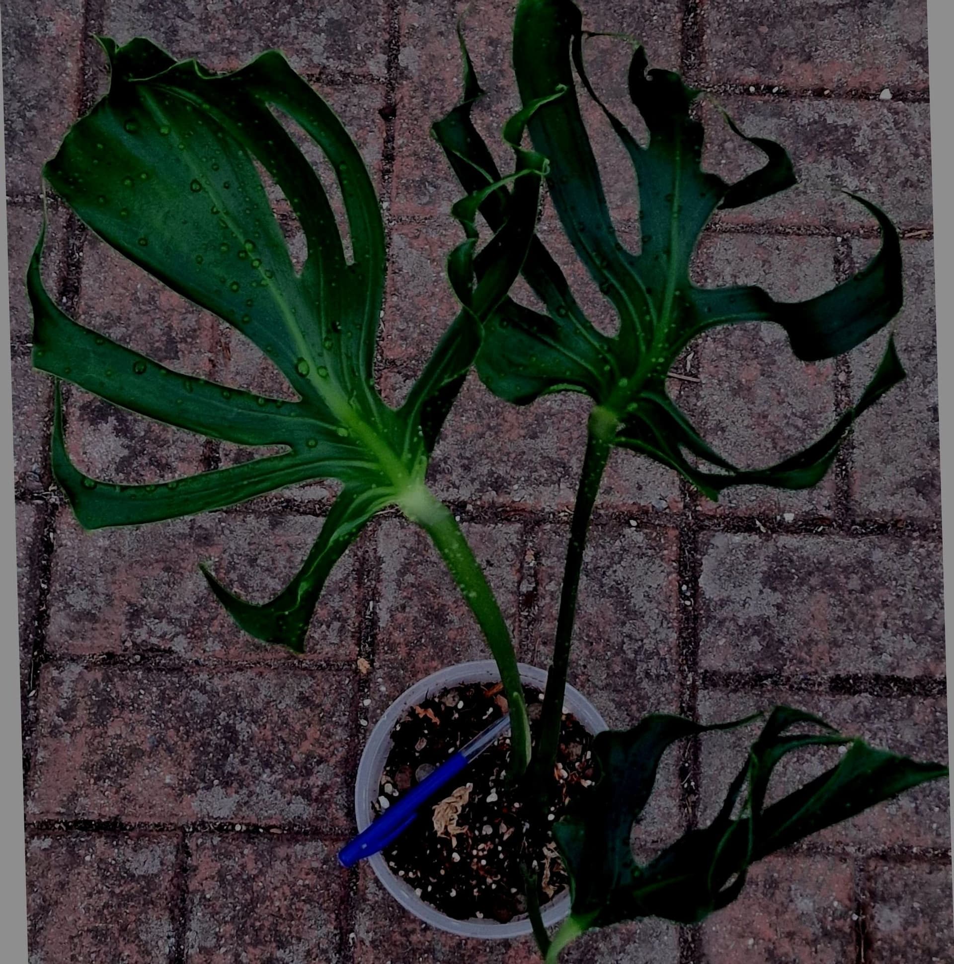 -XL- *RARITY* Monstera Deliciosa 'Unniiae'
