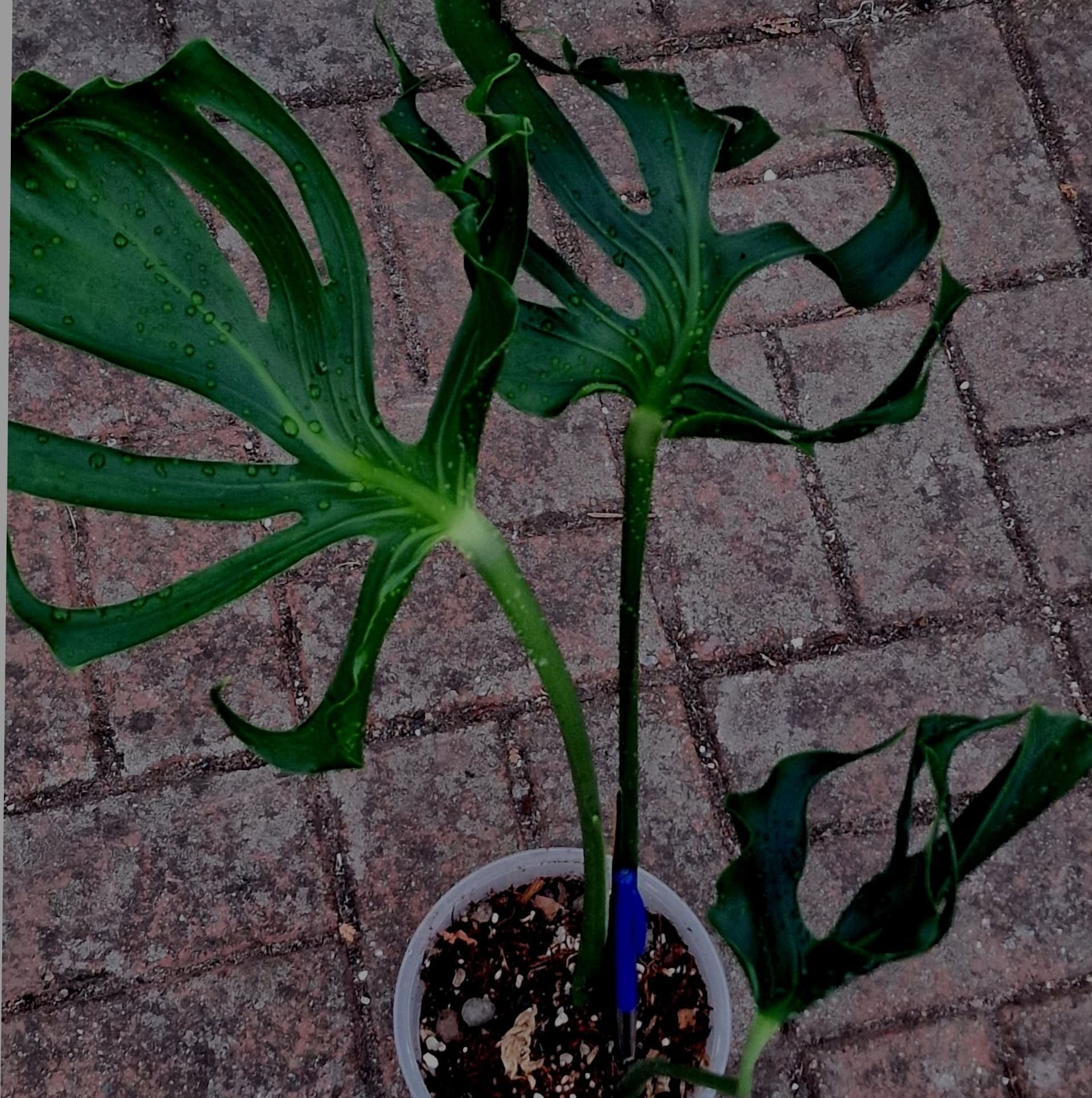 -XL- *RARITY* Monstera Deliciosa 'Unniiae'