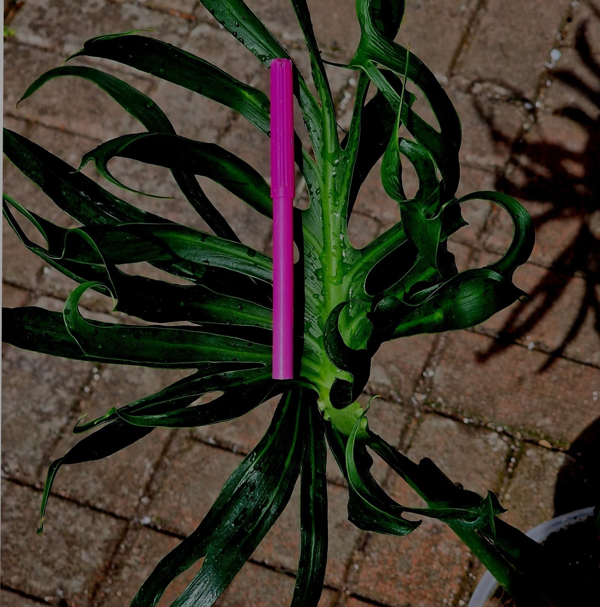 -XL- *RARITY* Monstera Deliciosa 'Unniiae'