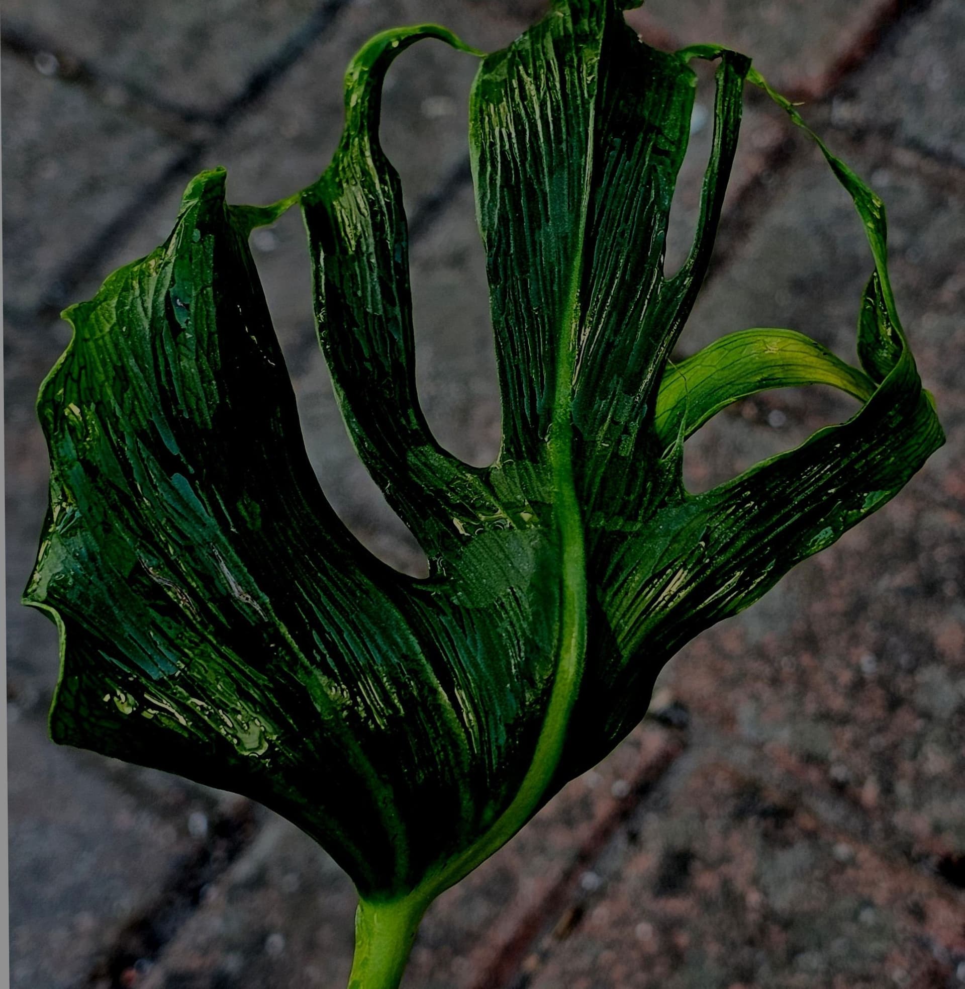 -XL- *RARITY* Monstera Deliciosa 'Unniiae'