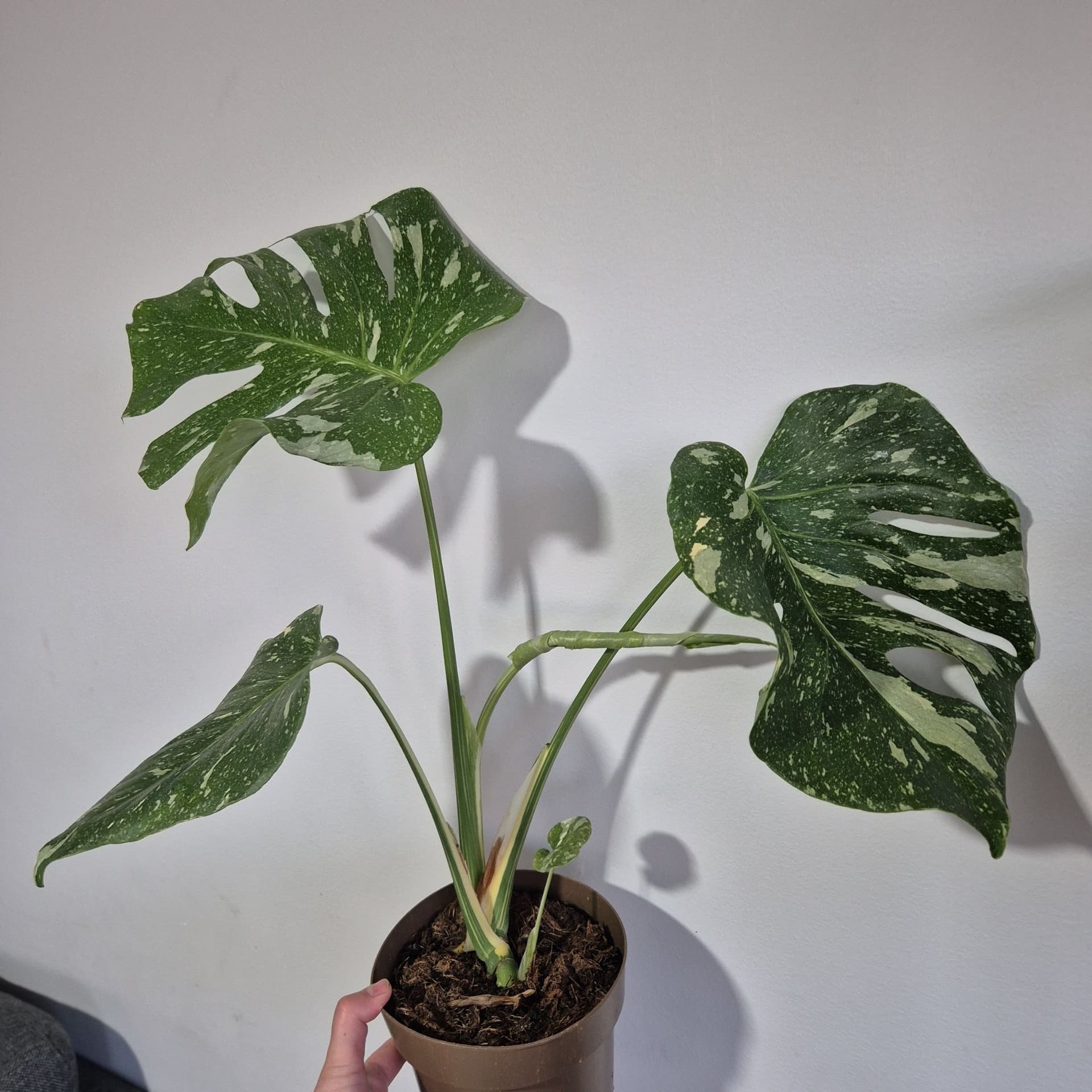 Monstera Thai Constellation