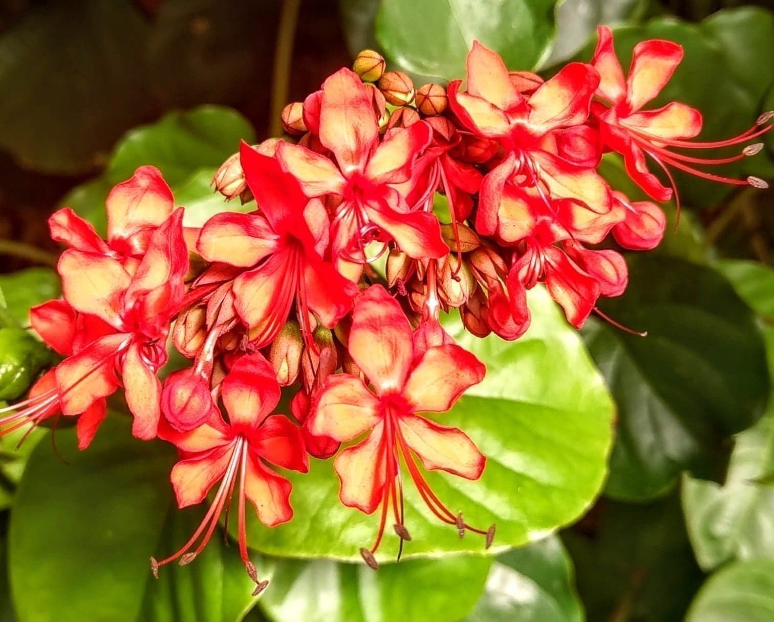 Glansklerodendrum ORANGE (släkt Ödesträd ) C. Splendens, rotat skott