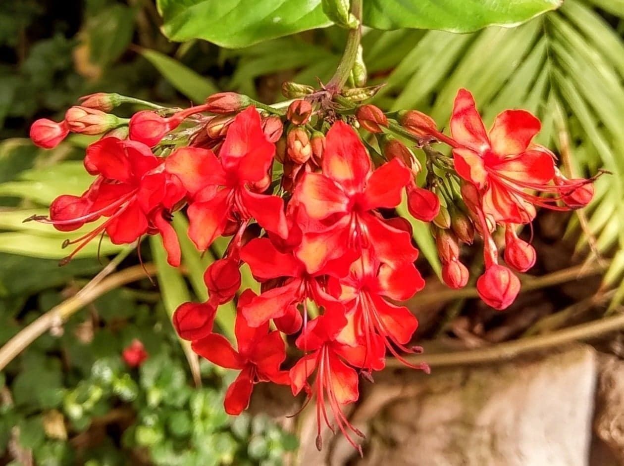 Glansklerodendrum ORANGE (släkt Ödesträd ) C. Splendens, rotat skott
