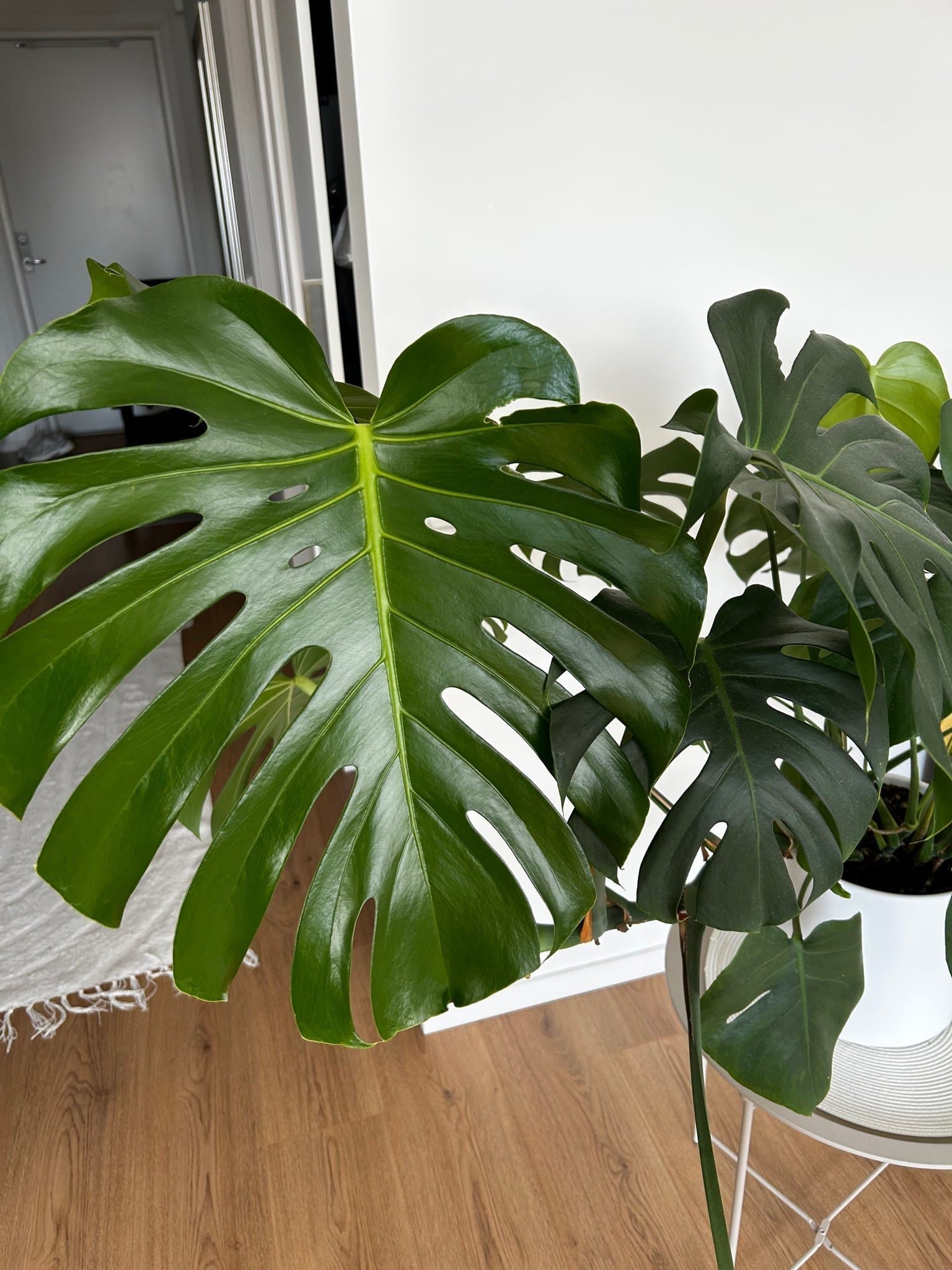 Monstera Deliciosa
