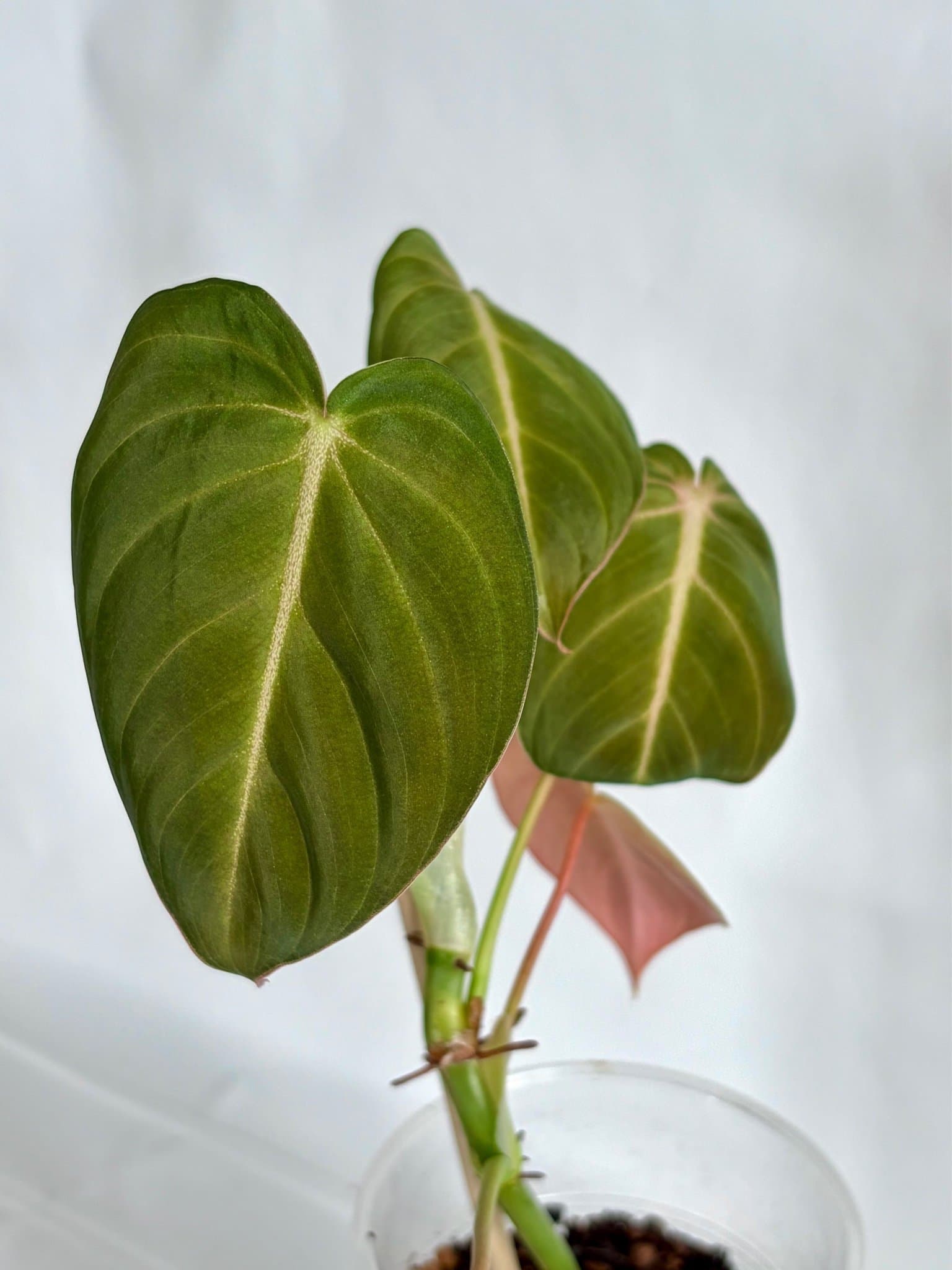 Philodendron glorious, aroid