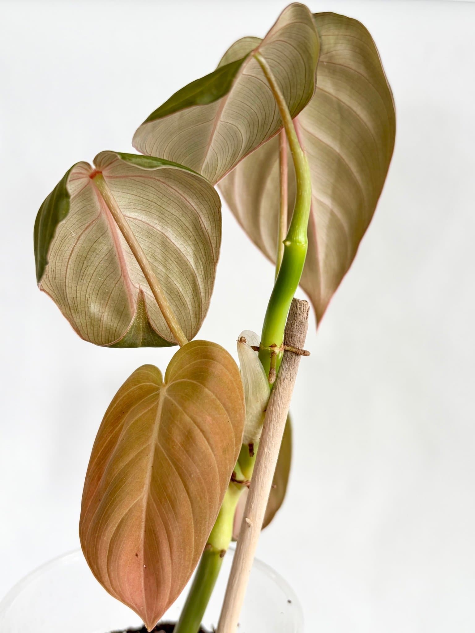 Philodendron glorious, aroid