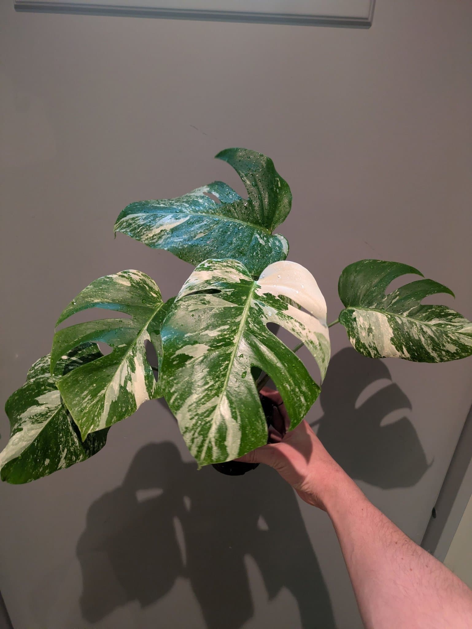Monstera Albo Variegata – 3 plantor i samma kruka.
