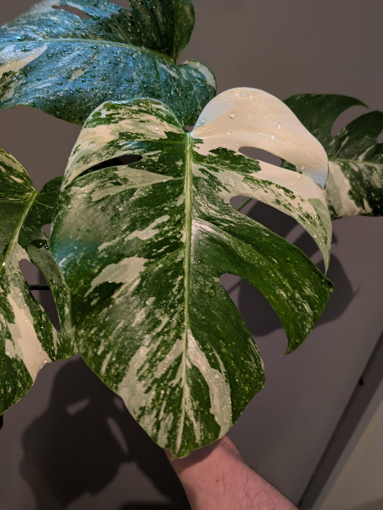 Monstera Albo Variegata – 3 plantor i samma kruka.