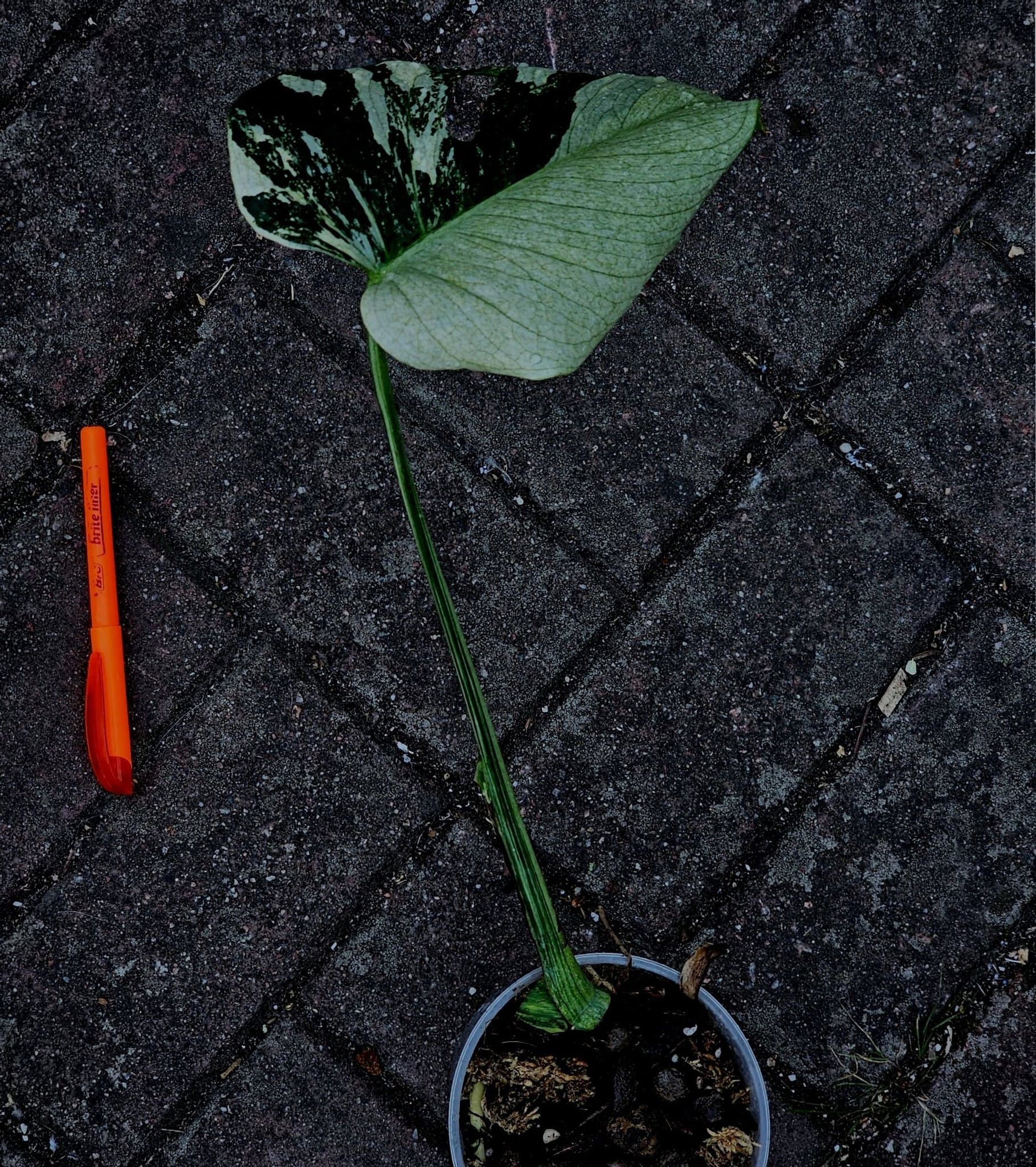 Monstera Deliciosa Larg form blue mint sport noid variegata