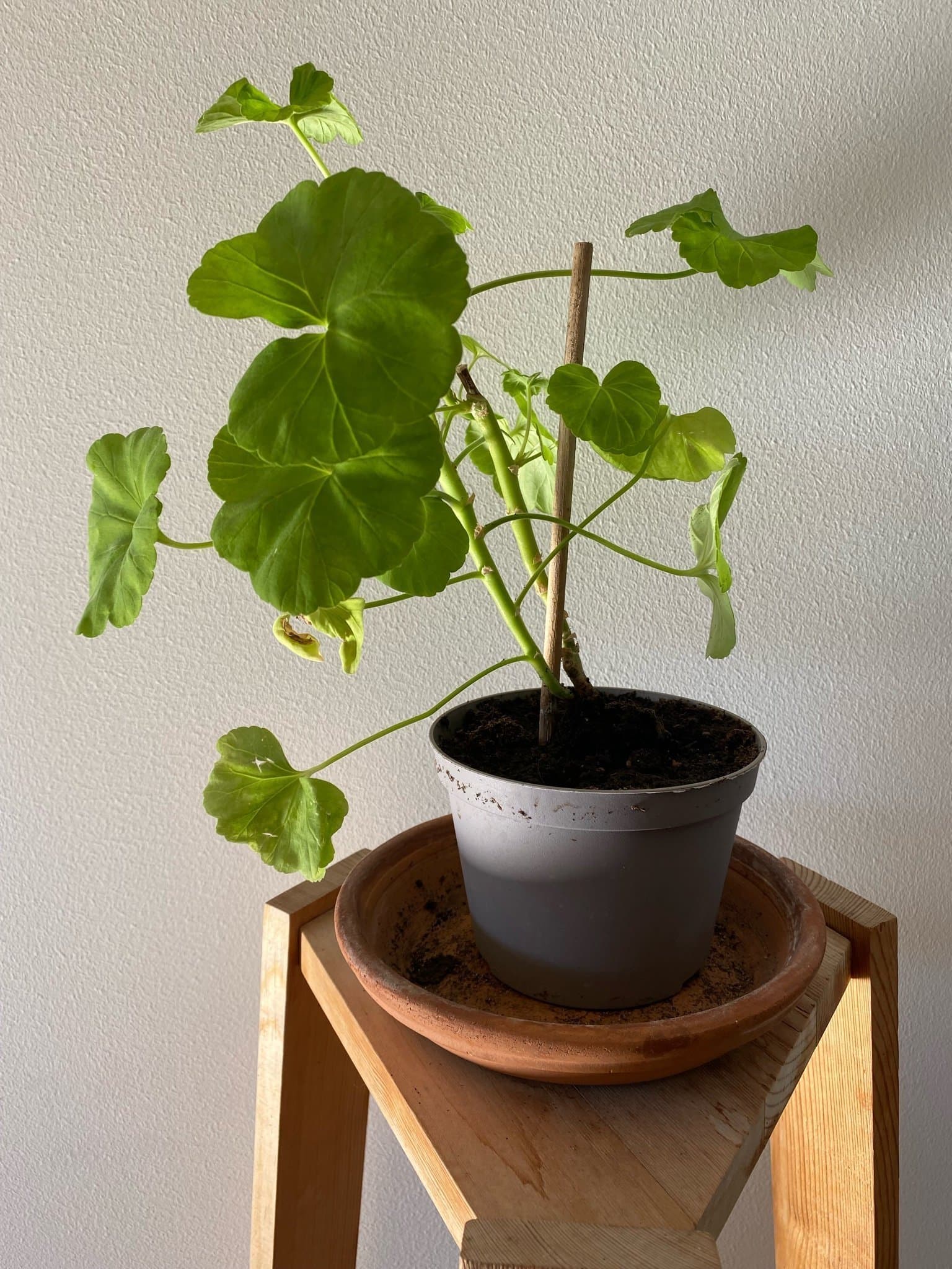 Pelargon 'Mårbacka’