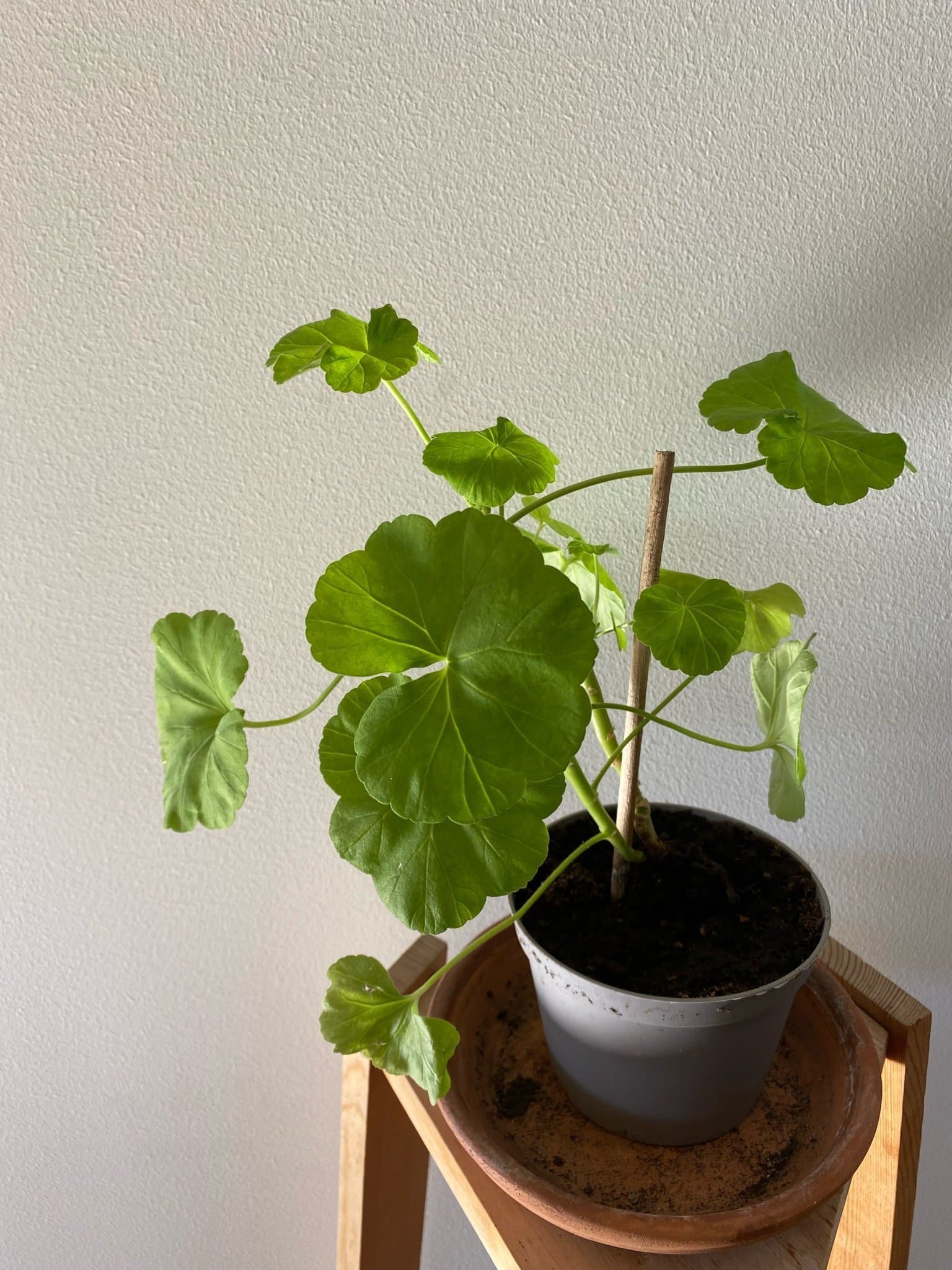 Pelargon 'Mårbacka’