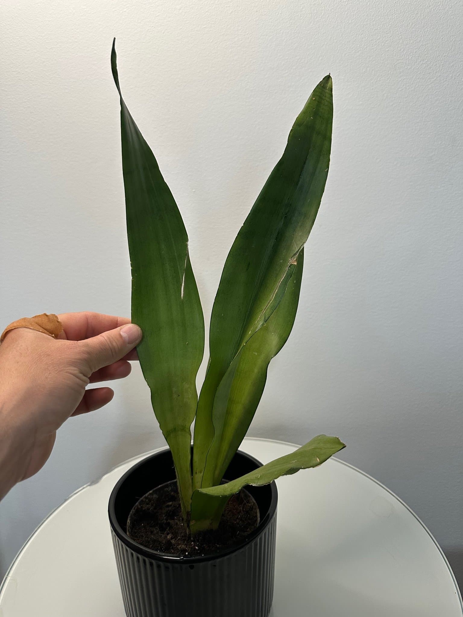 Sansevieria 'Moonshine'