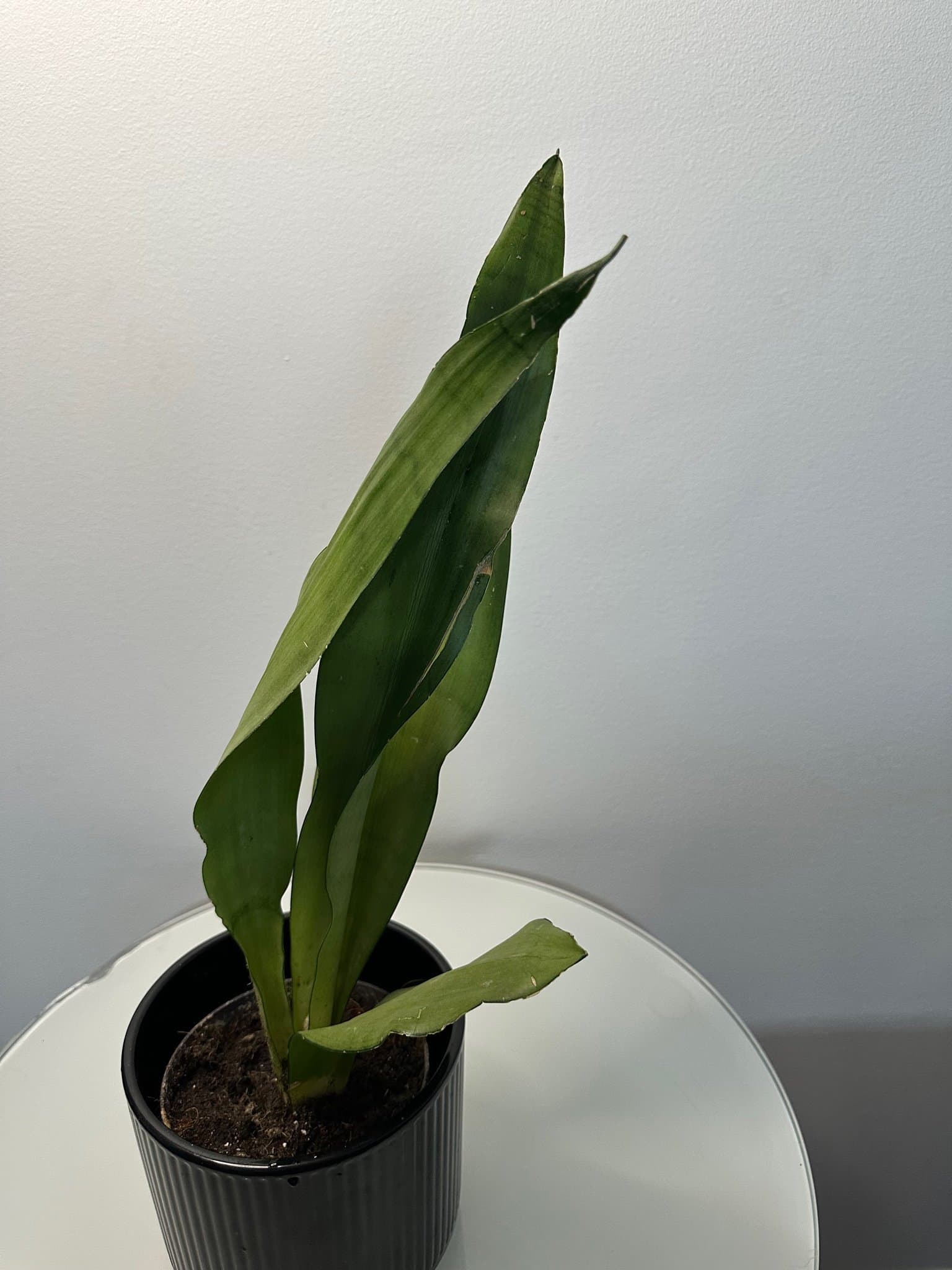 Sansevieria 'Moonshine'
