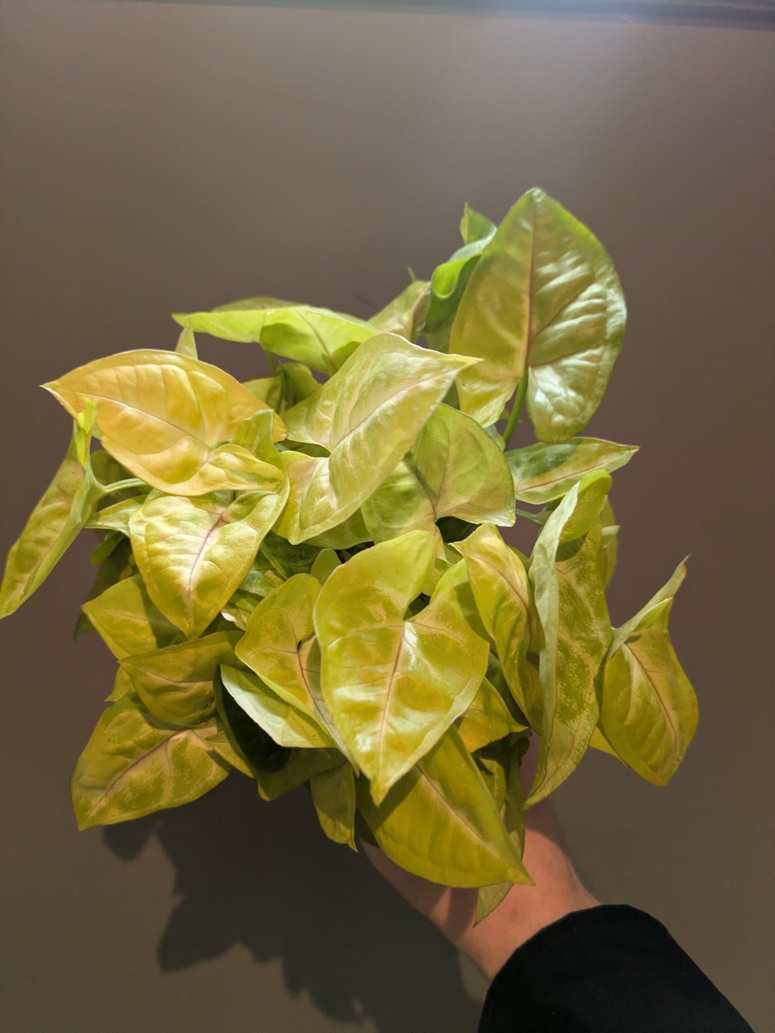 *RARE* 3 st Syngonium Lime Soda.