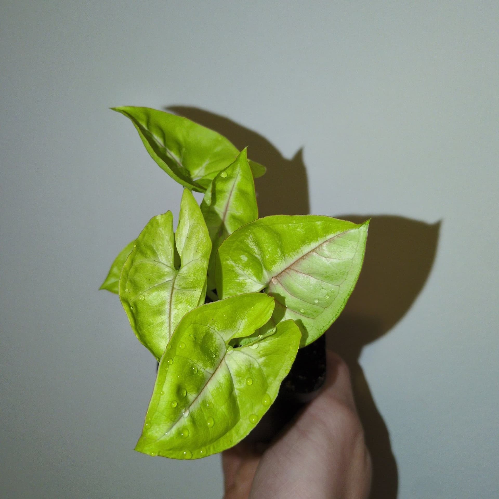 *RARE* 3 st Syngonium Lime Soda.