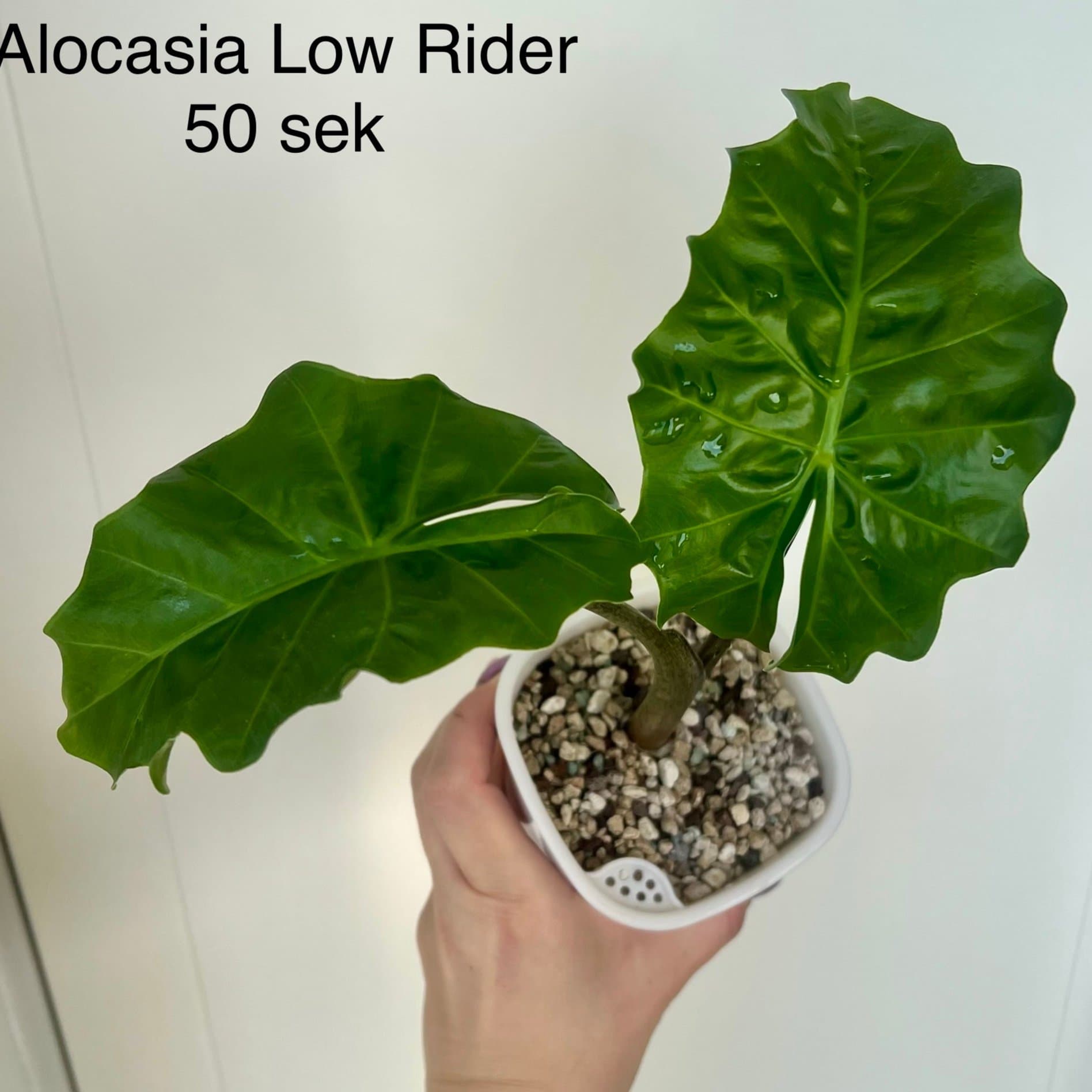 Alocasia Low Rider