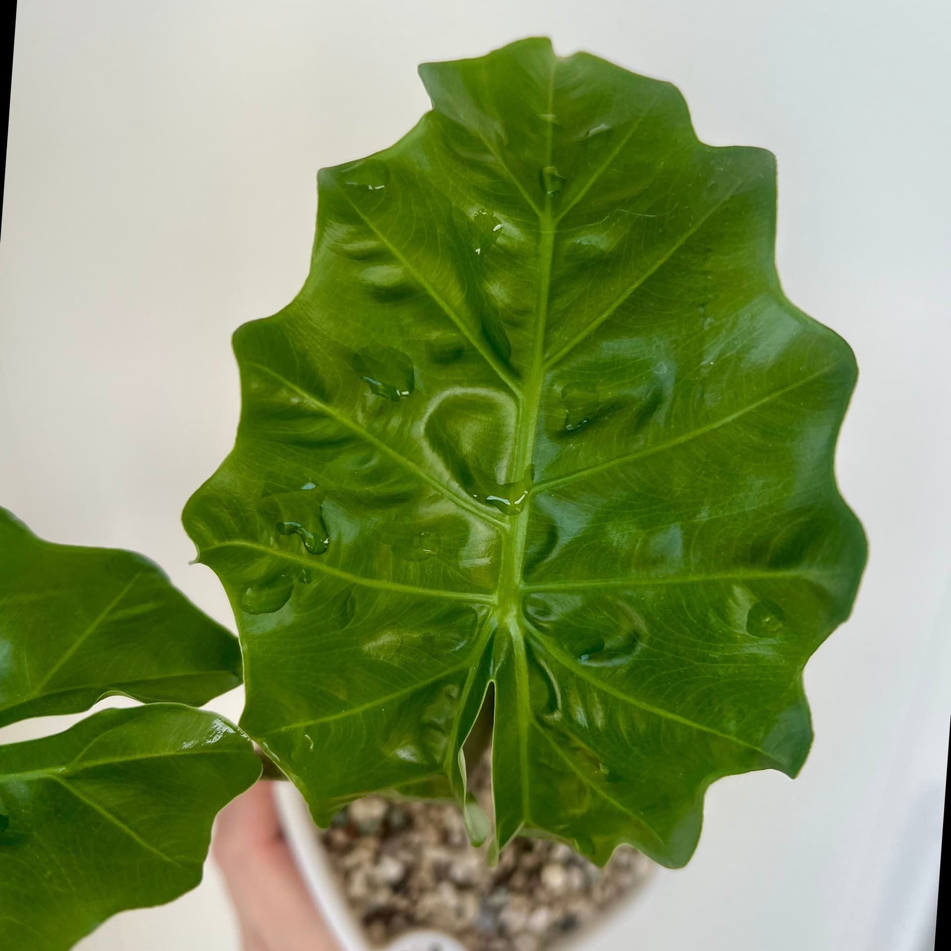 Alocasia Low Rider