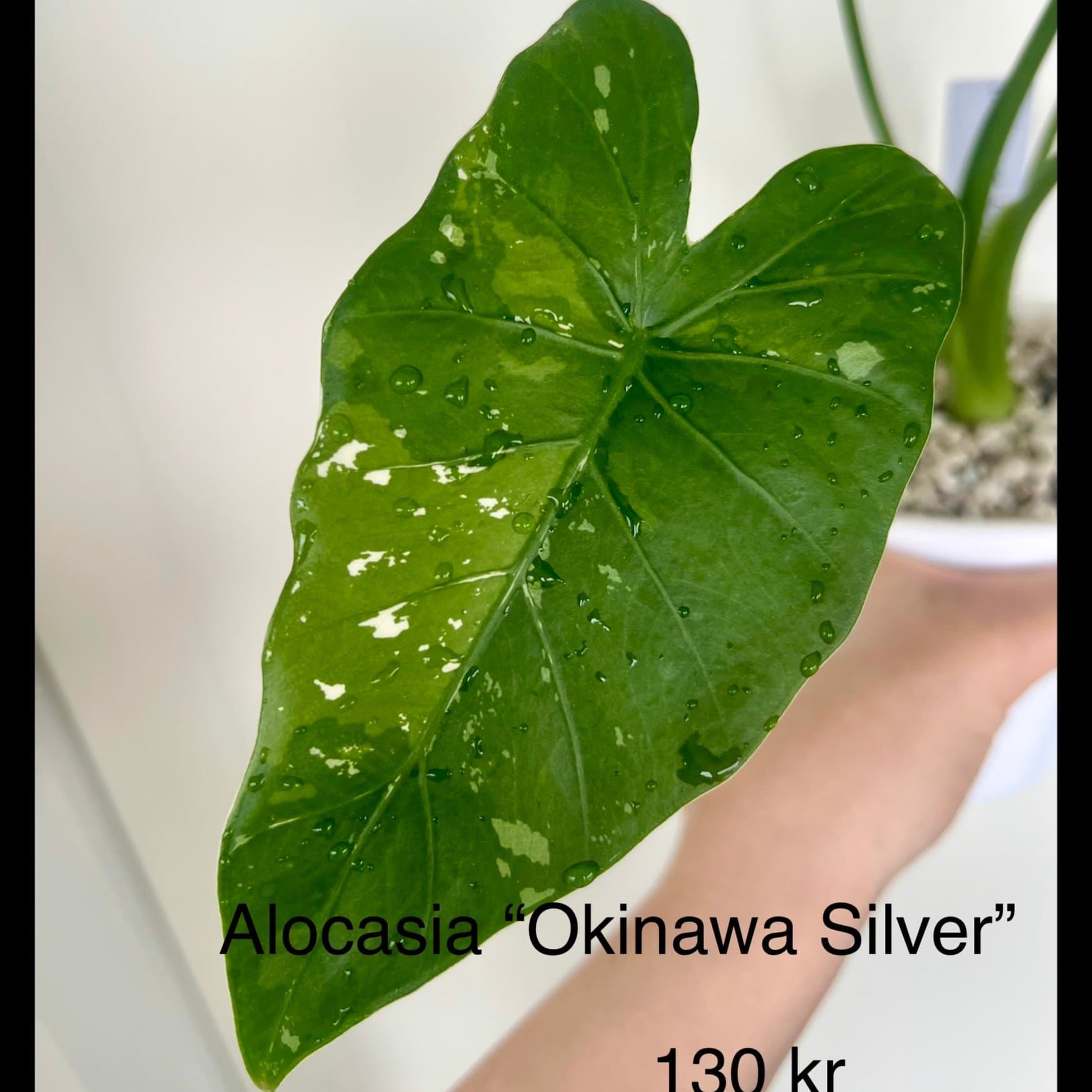 Alocasia Okinawa silver
