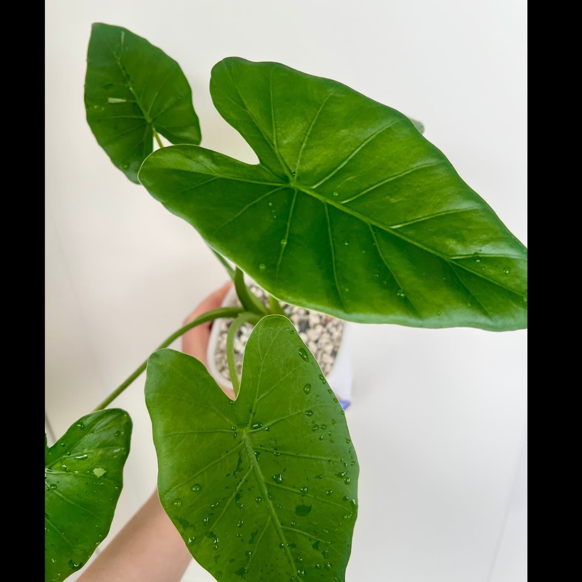 Alocasia Okinawa silver