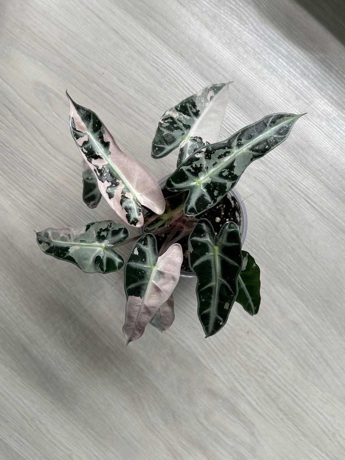 Alocasia Bambino Pink