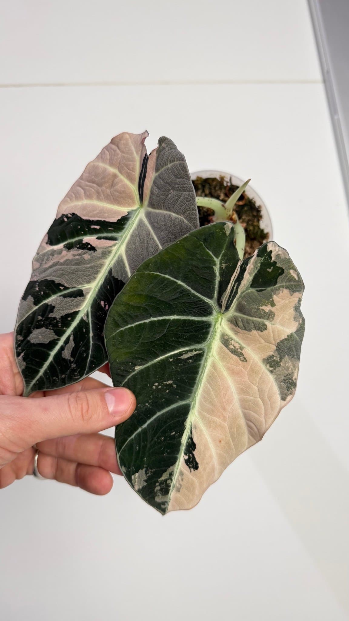 Alocasia black velvet pink (corm)