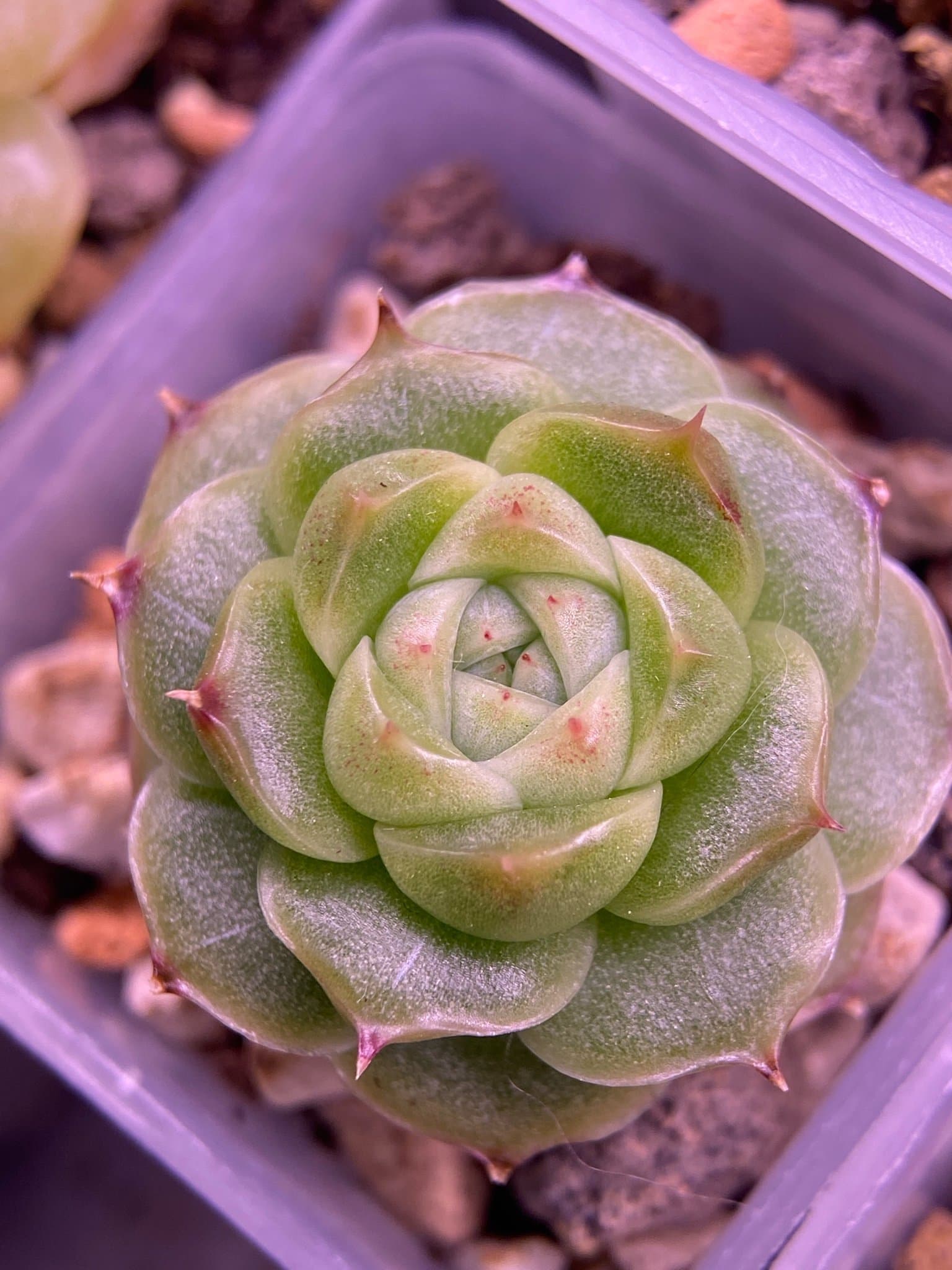 Echeveria hybrid - suckulent plant