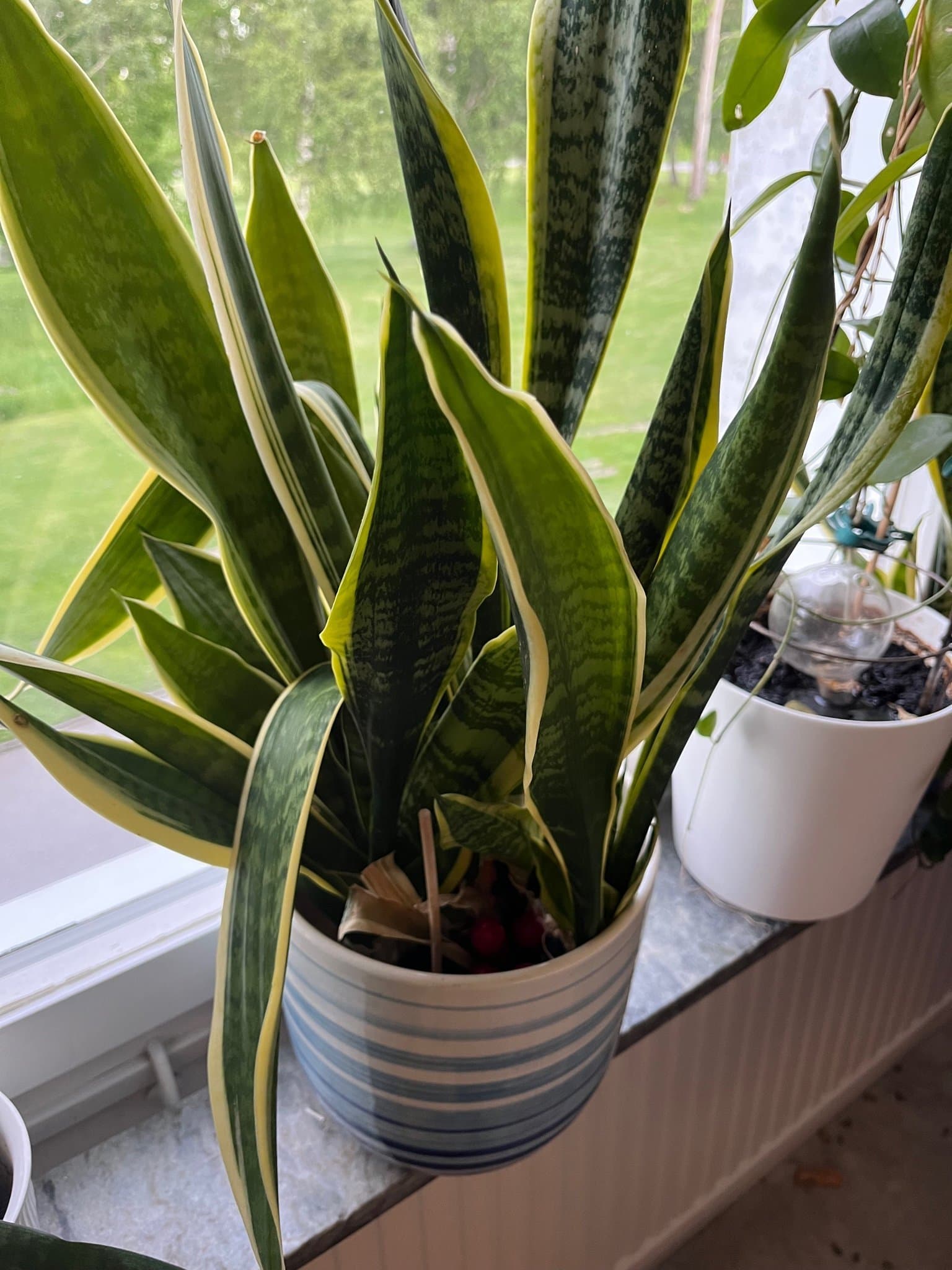 Svärmors tunga (Sansevieria trifasciata)