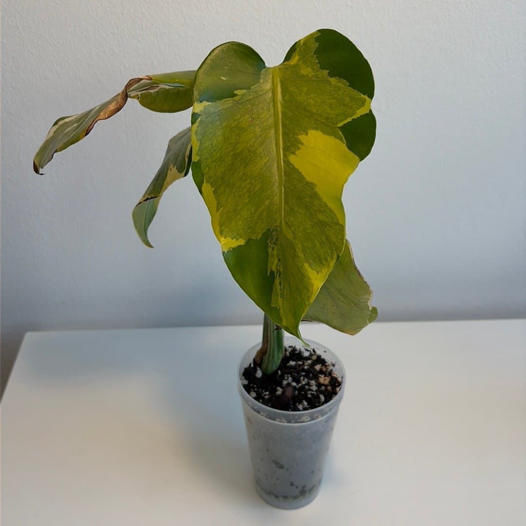 Monstera Agnell / Yellow Lava
