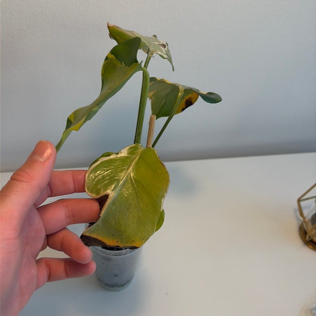 Monstera Agnell / Yellow Lava