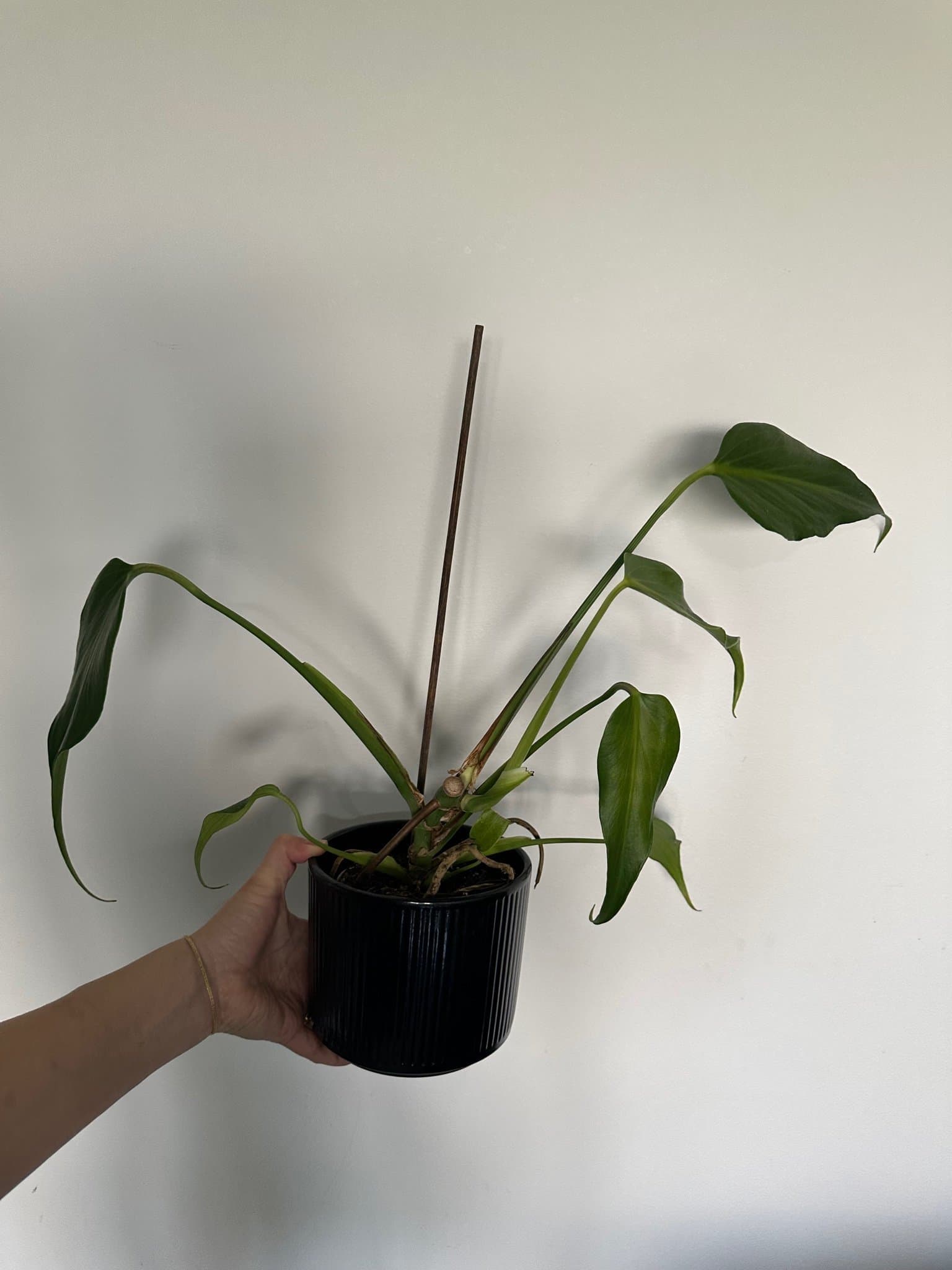 Monstera burle Marx flame