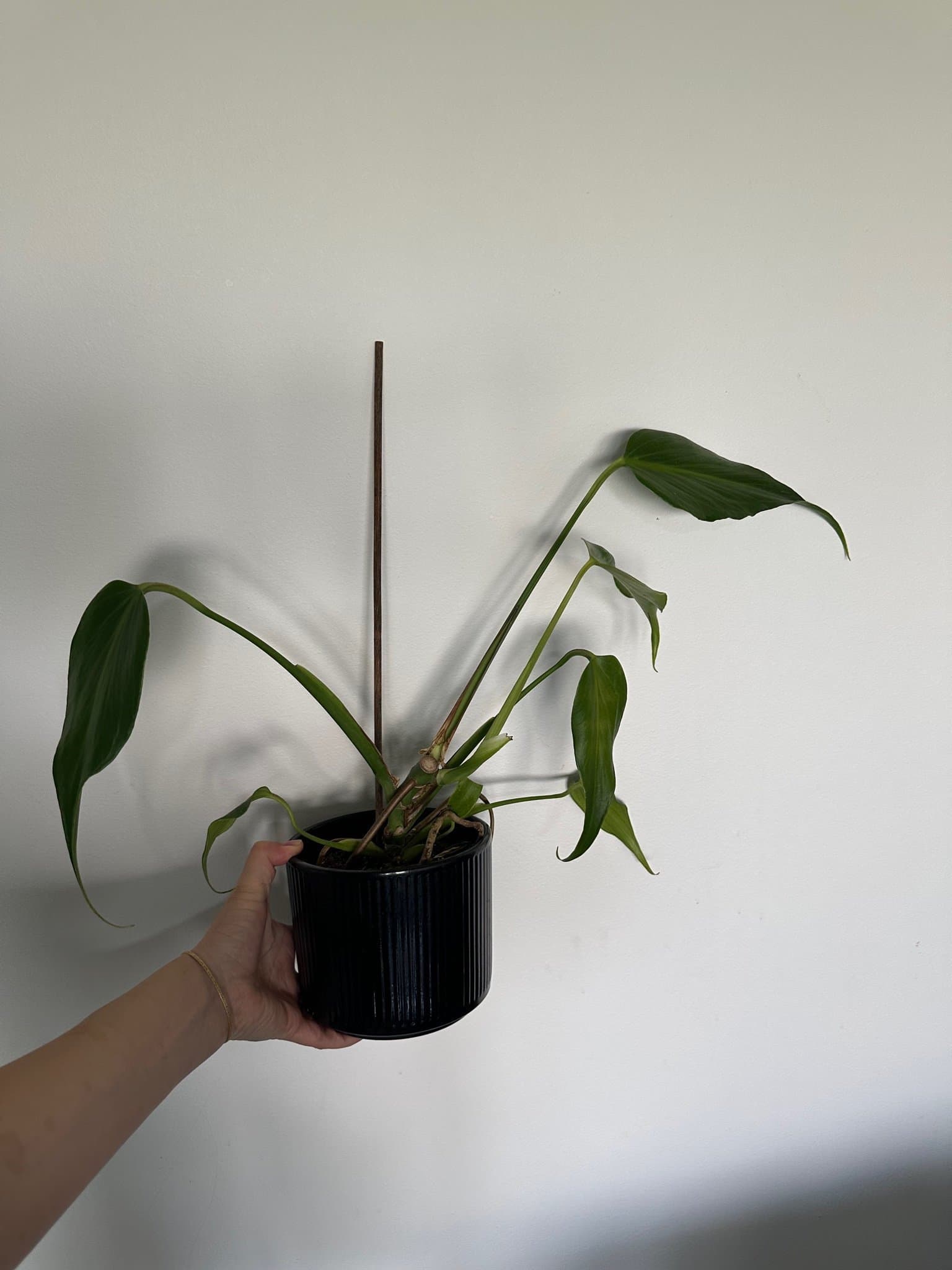 Monstera burle Marx flame