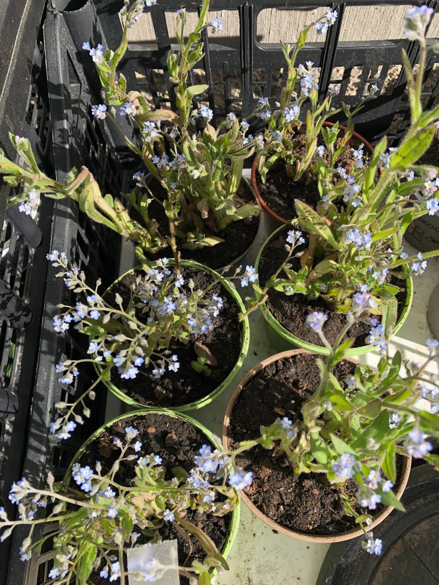 Förgätmigej 6 st plantor