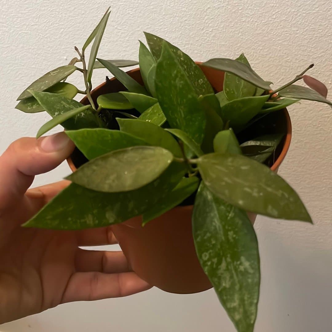 Hoya 'Memoria'