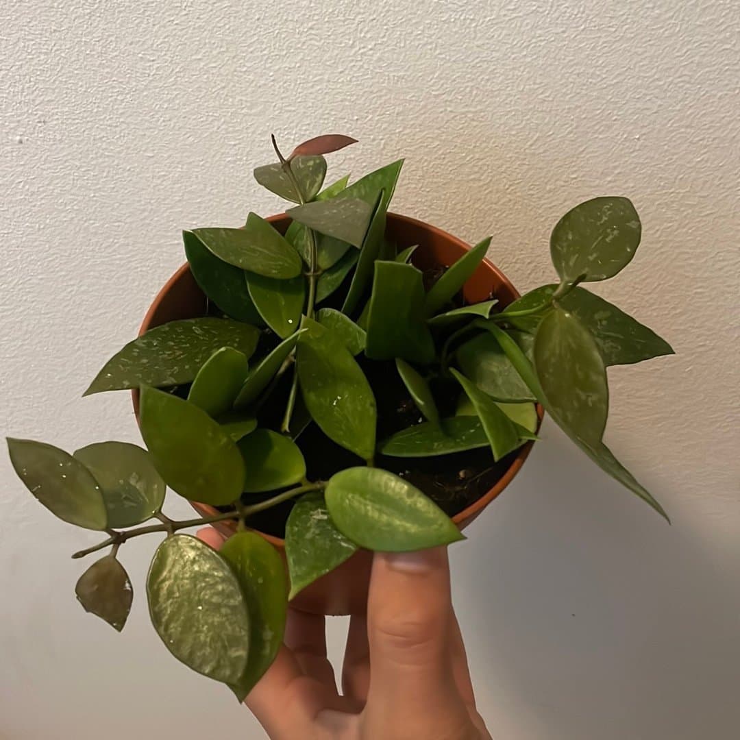 Hoya 'Memoria'