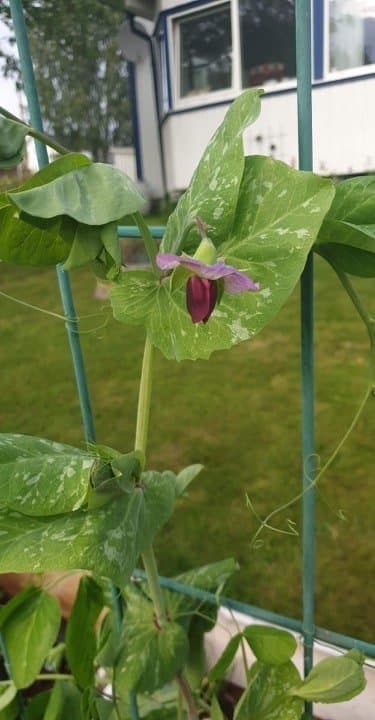 Grå sockerärt/Pisum sativum - Lokförare Bergfälts Jätteärt, 6 frön
