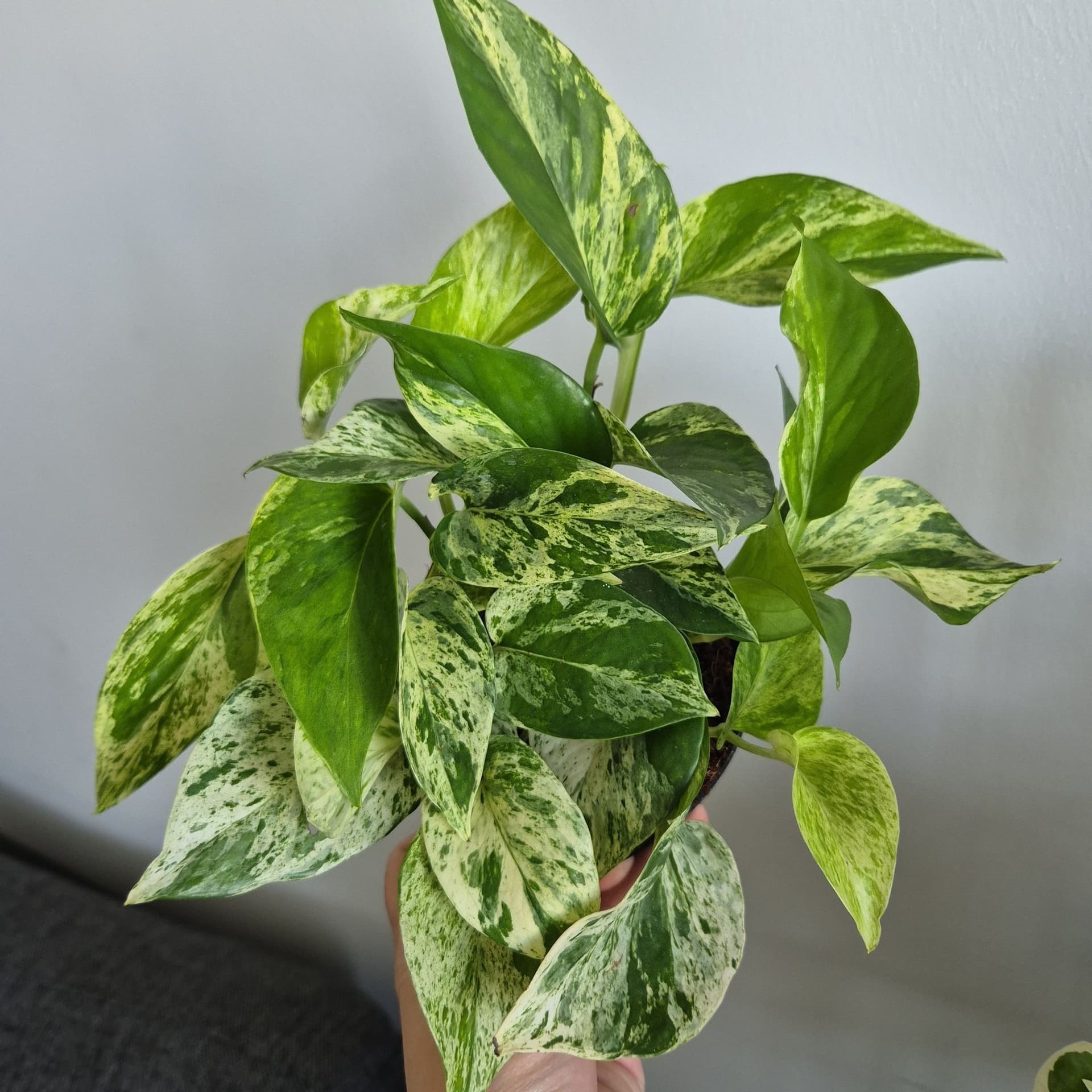 Gullranka 'Marble Queen'