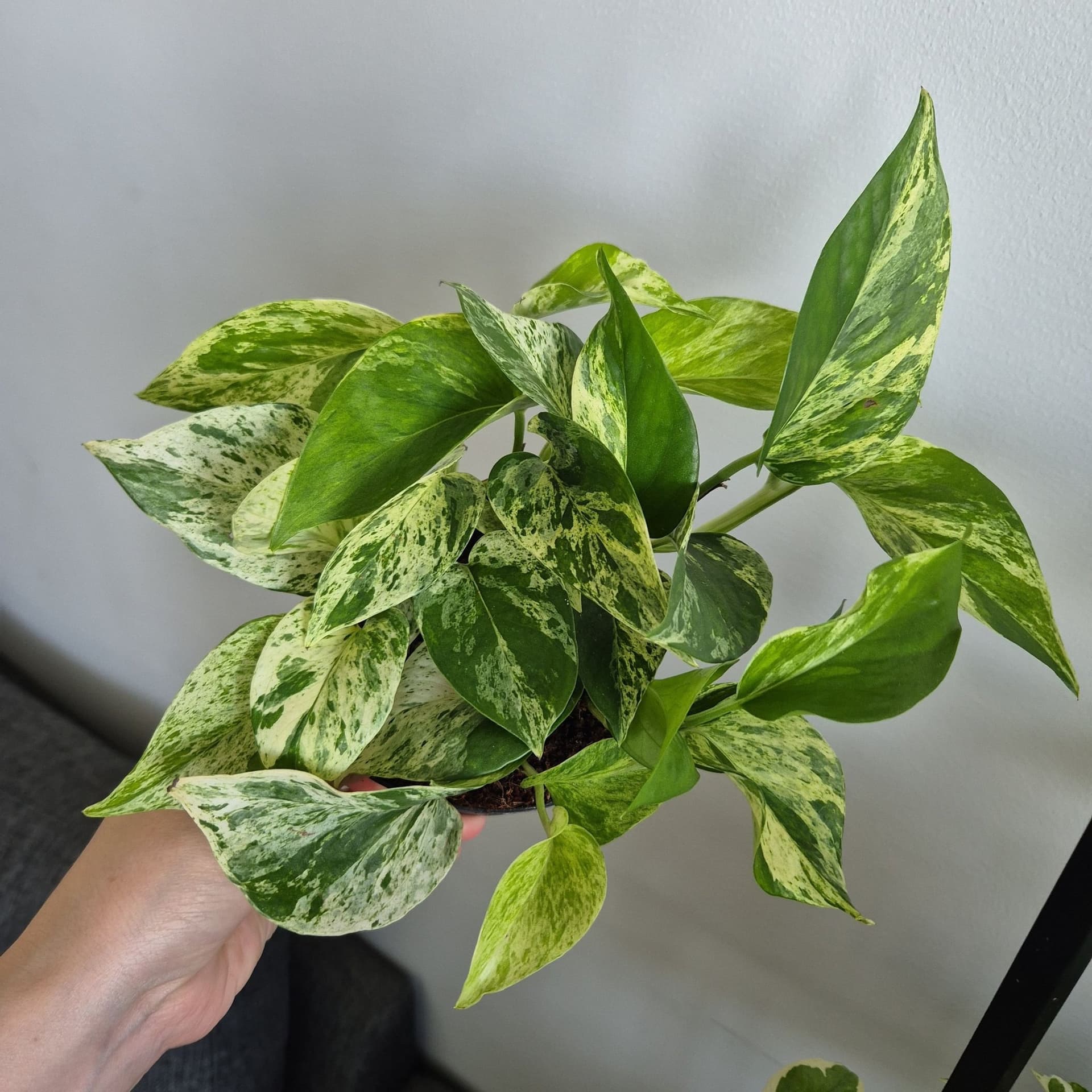 Gullranka 'Marble Queen'