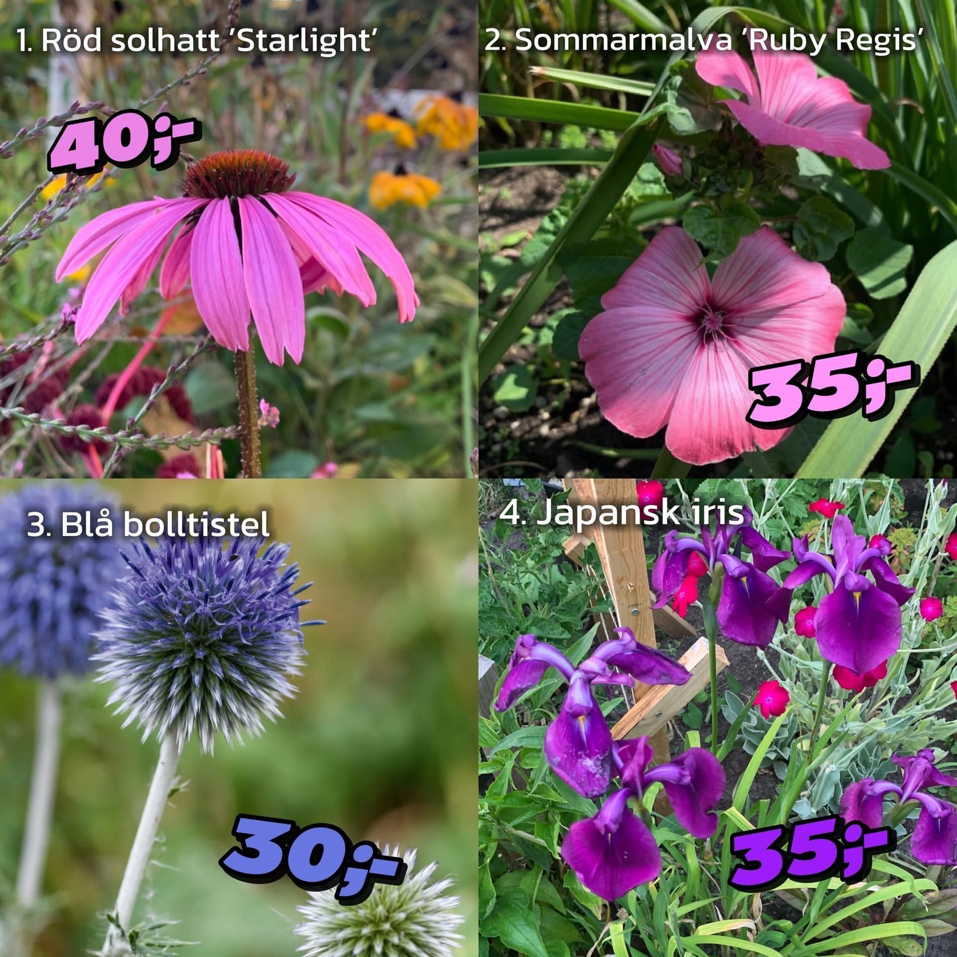 Frö-paket med 26 arter + torkad kattmynta (rek-pris i handeln ca 1195 kr)