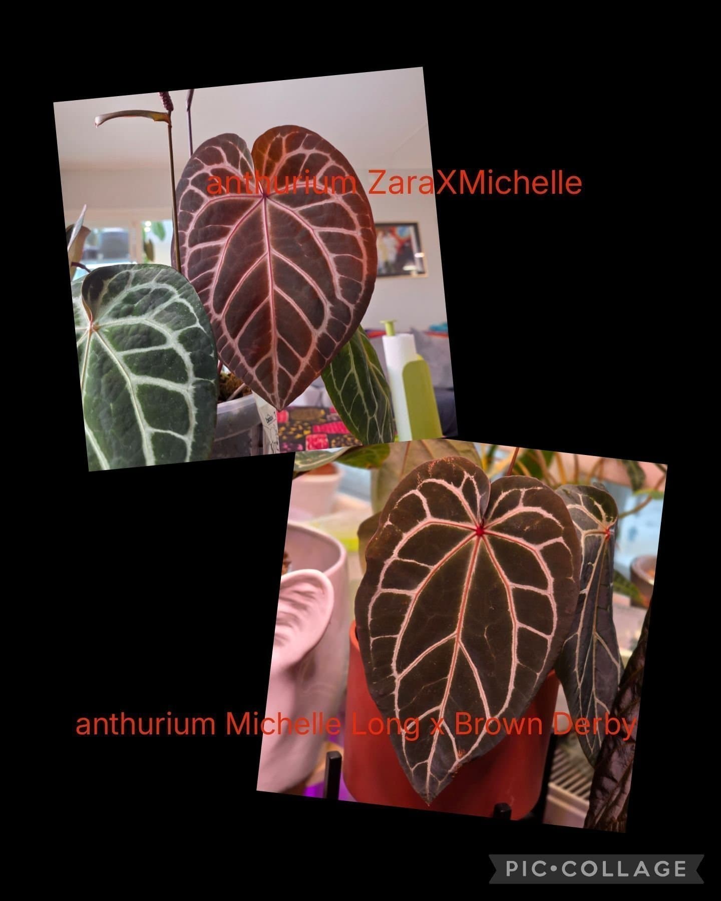 4 geminnated seeds från Anthurium hybrider från Docblock