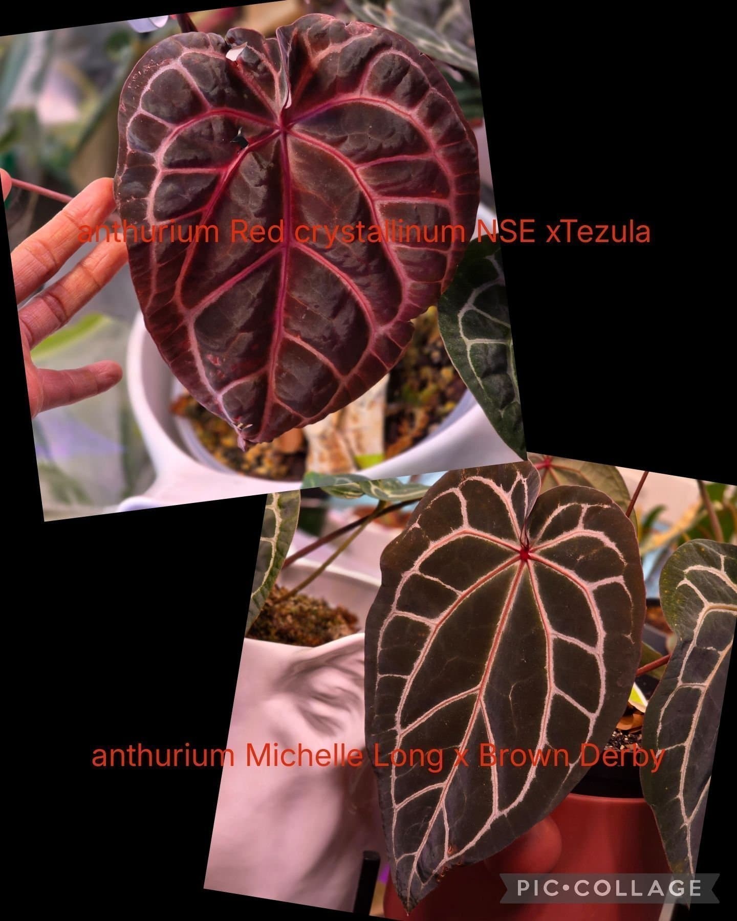 4 geminnated seeds från Anthurium hybrider från Docblock
