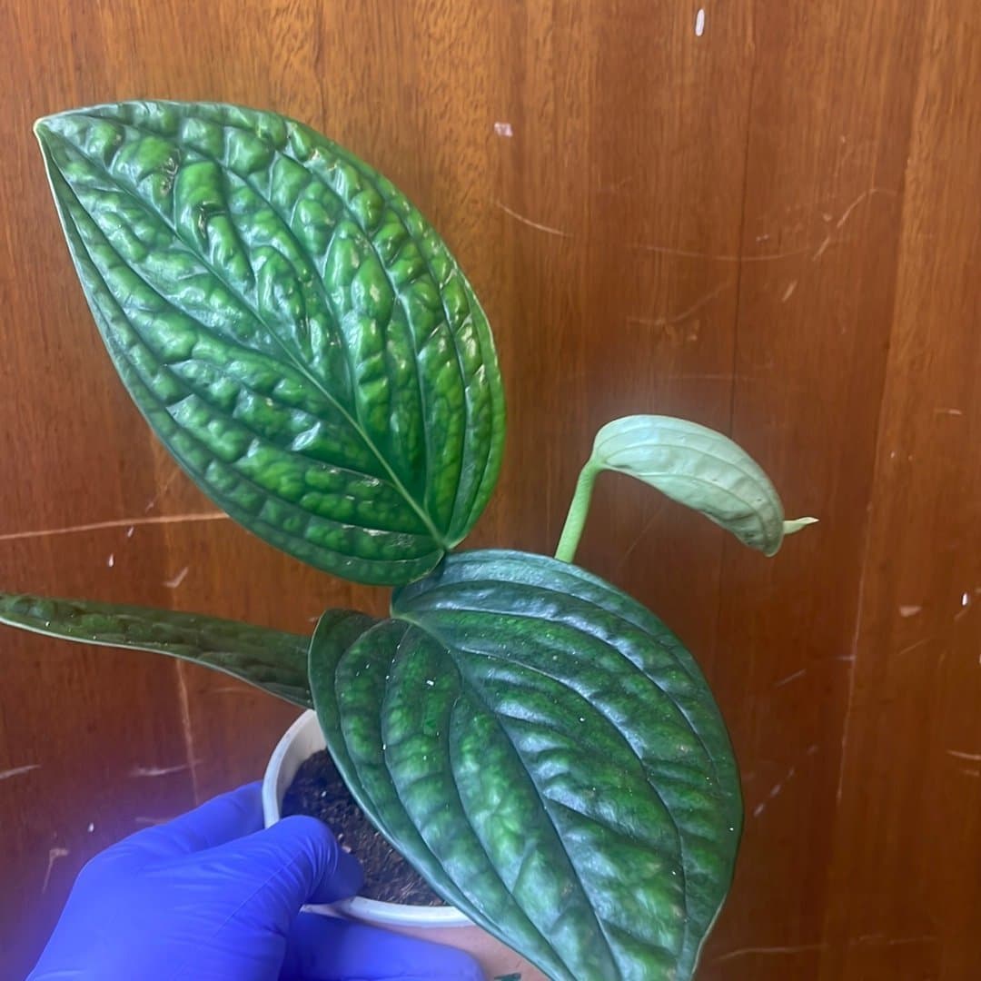 Monstera Peru