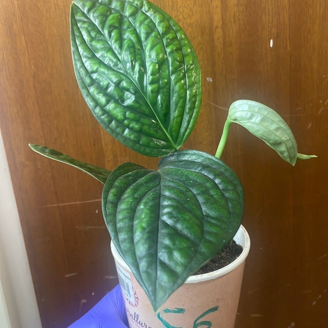 Monstera Peru