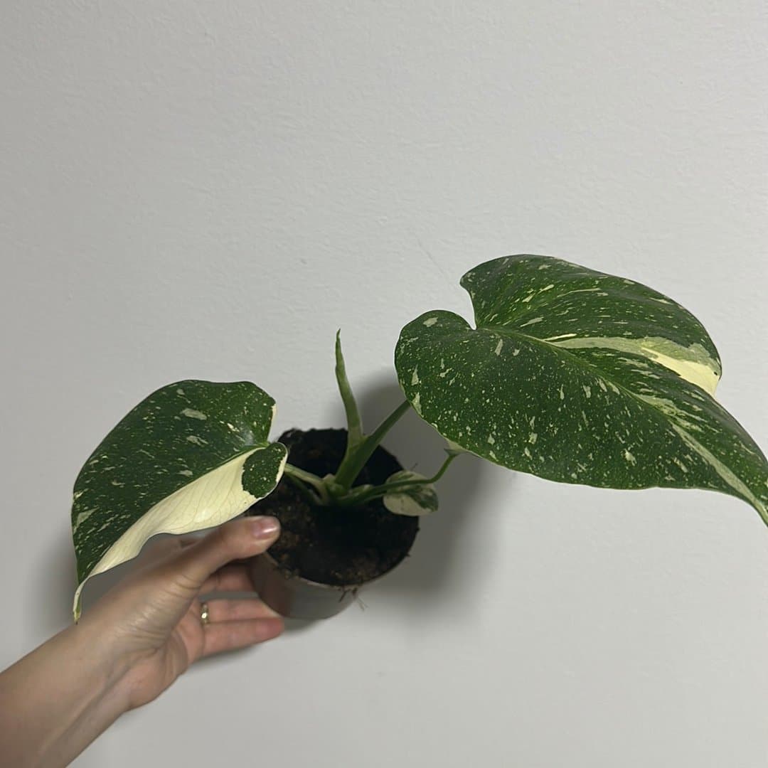 Monstera Thai Constellation