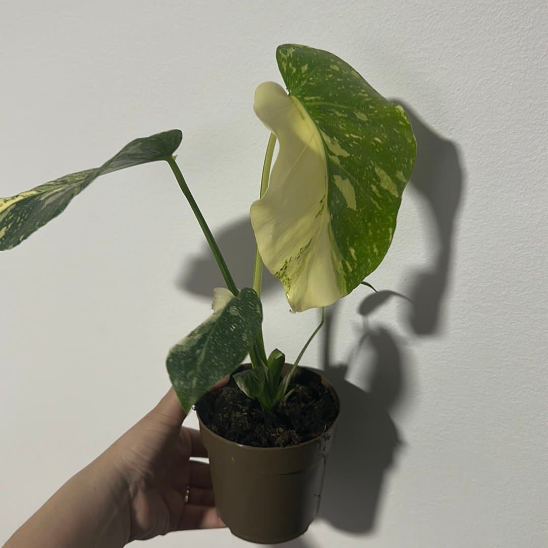 Monstera thai