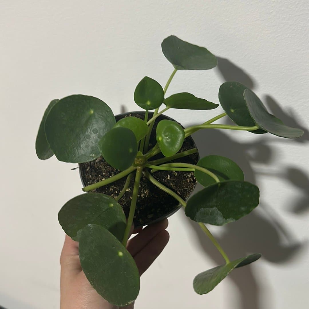 Pilea Peperomioides - Elefantöra