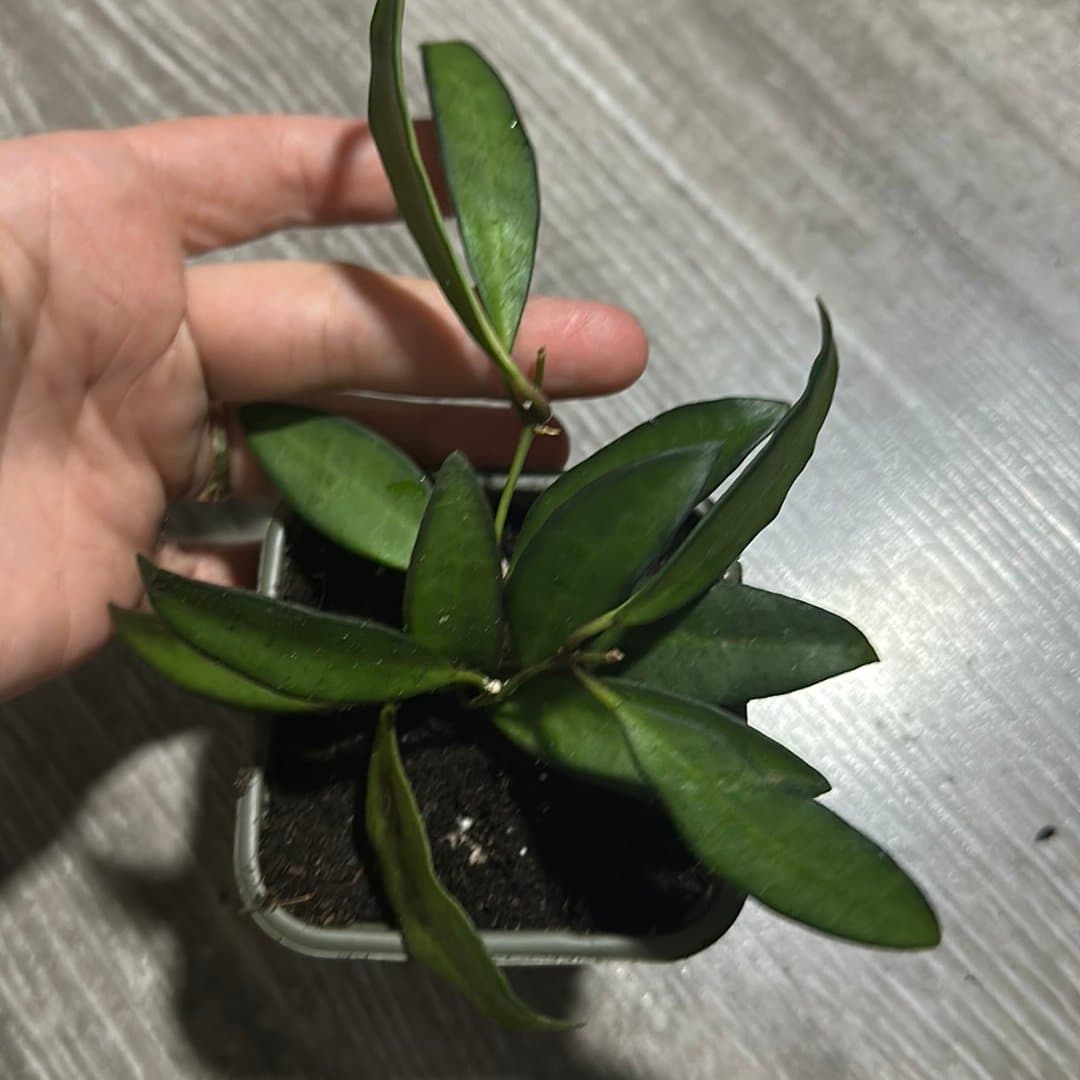 Hoya rosita