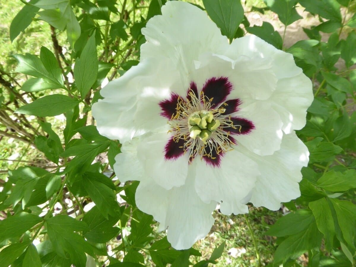 2 st tre-åriga vita trädpion- buskpion fröplanta