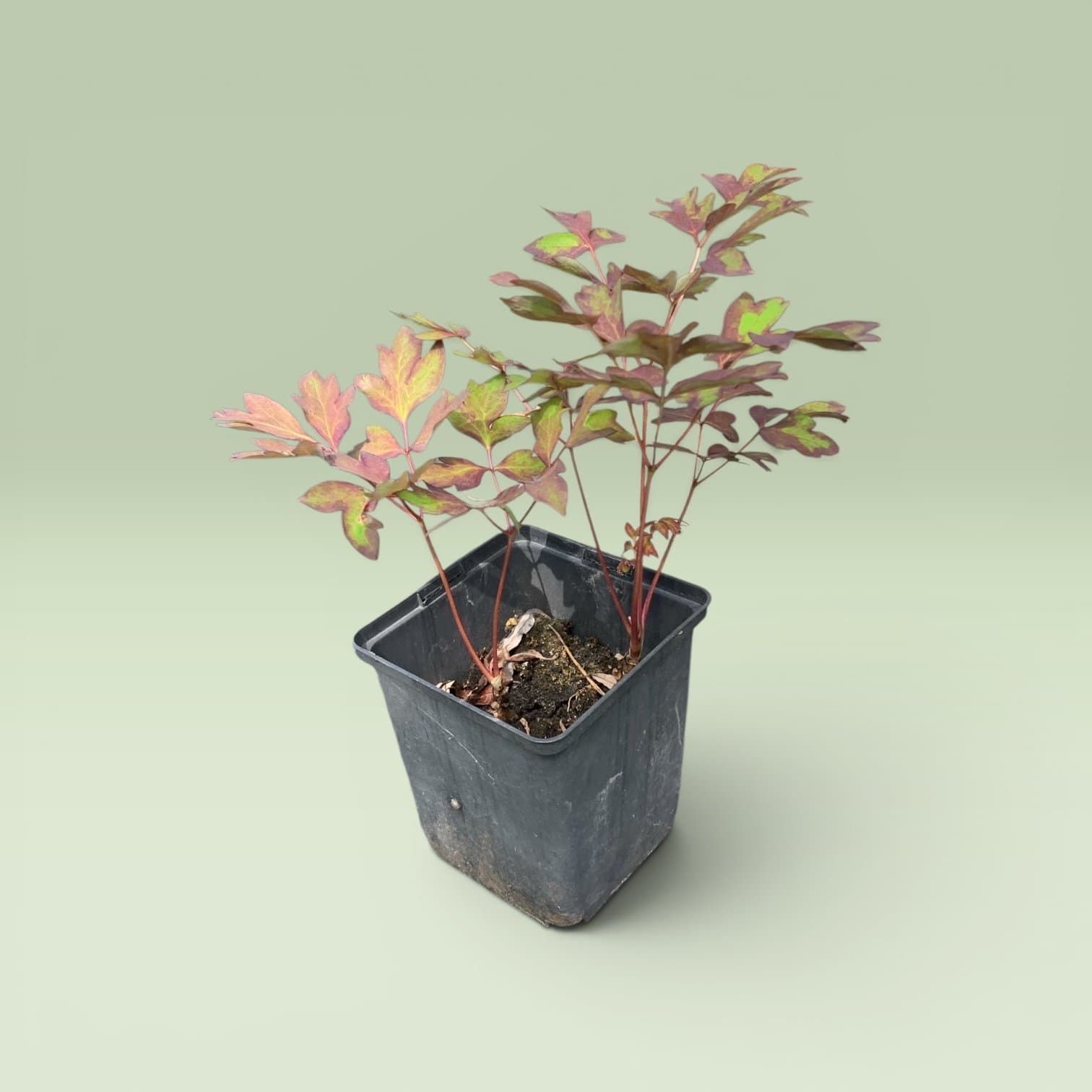 2 st tre-åriga vita trädpion- buskpion fröplanta